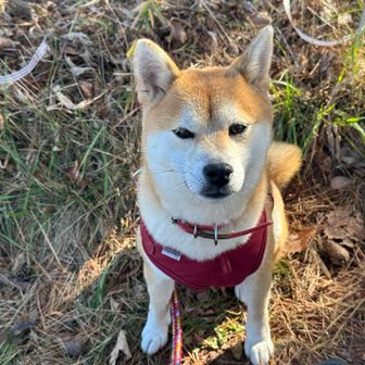 ユキはおにぎり好き
一緒に食べた
郡山生まれ
3歳の女の子
