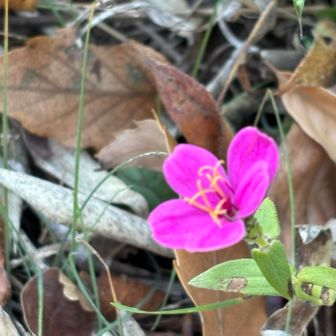 なんの花？色が濃い🩷