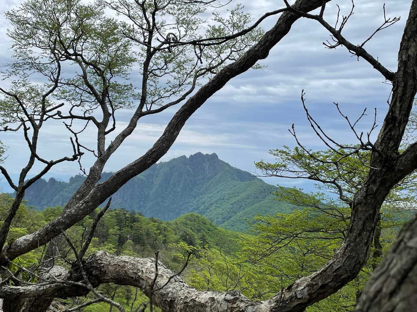 新緑の季節の美しい傾山