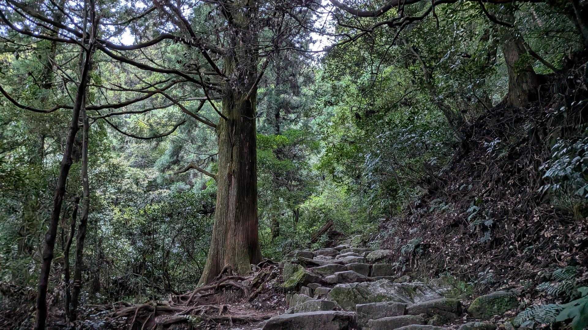 ごうごうと風の音が鳴り響く
