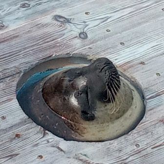 石垣島産きゅうり