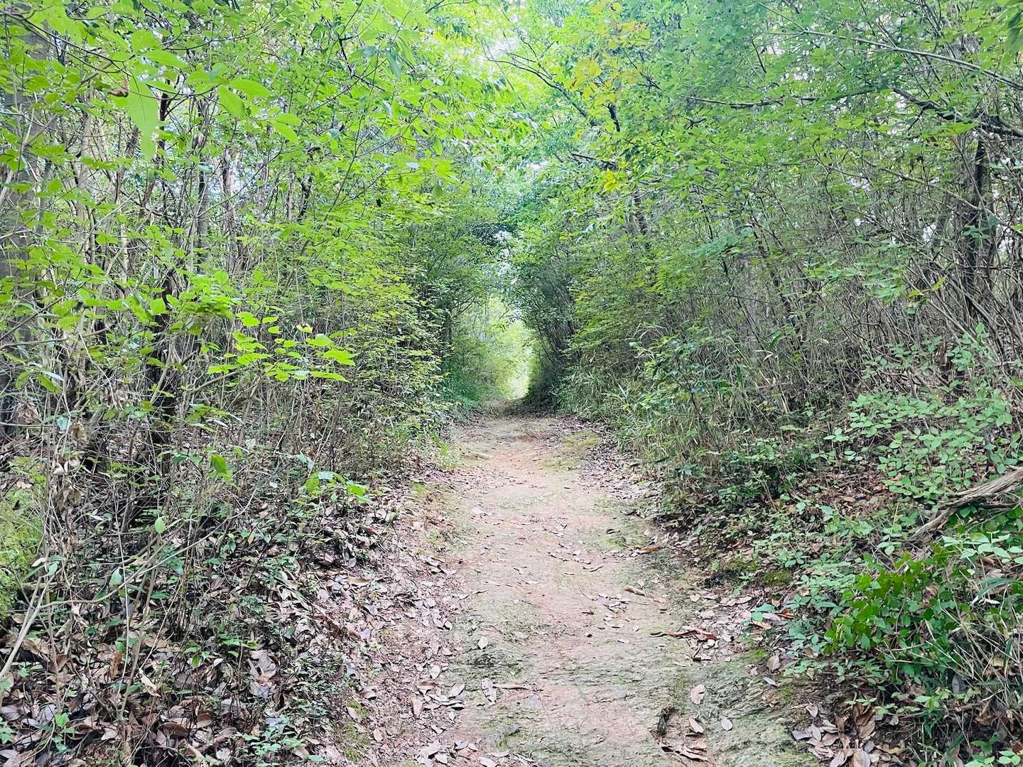 神楽尾山 往復コースの写真