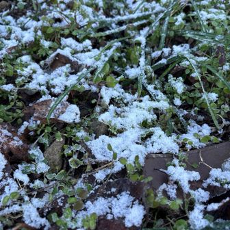 昨日の雪が残っていました❄️