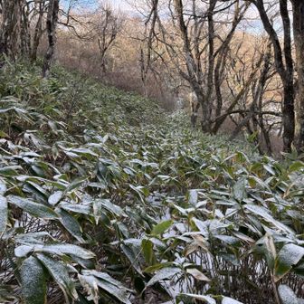 藪漕ぎとなってましたが、このくらいはなんて事ないです👍