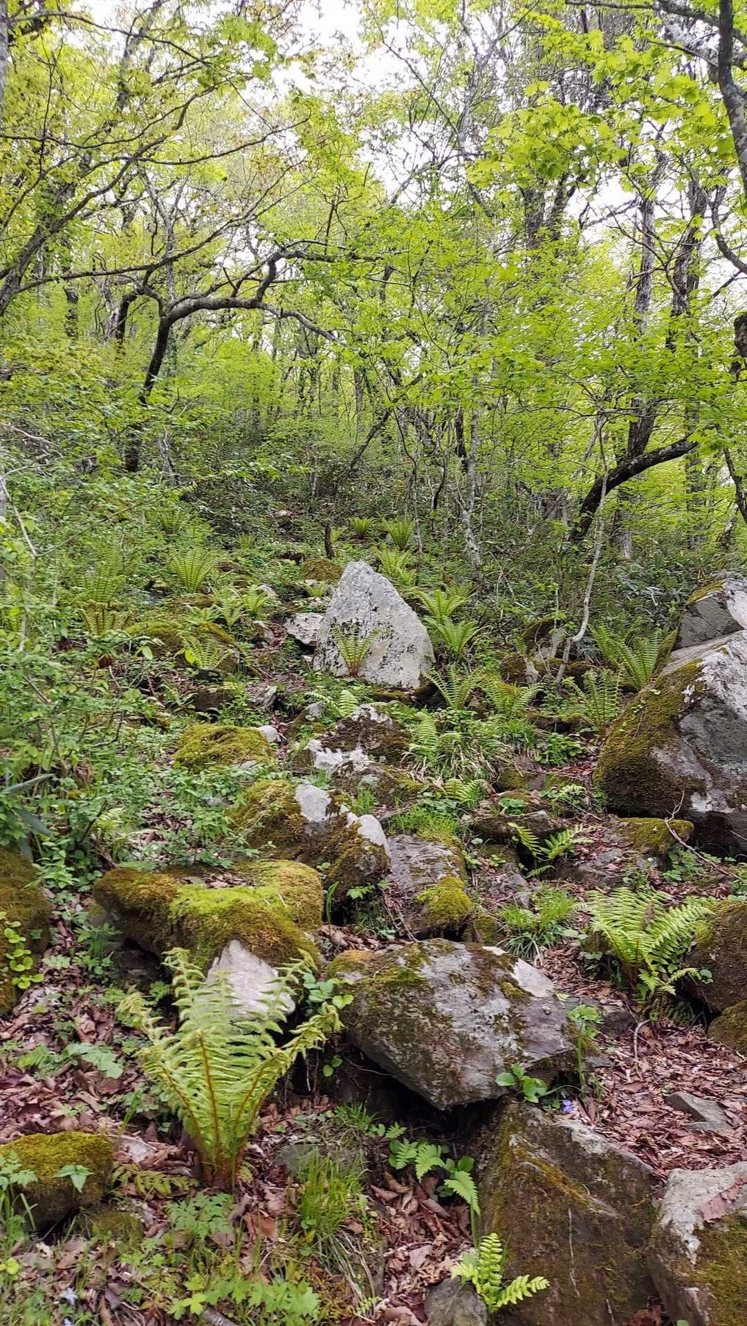 登山道が分かりづらく、ピンテを探すのも一苦労😞💦