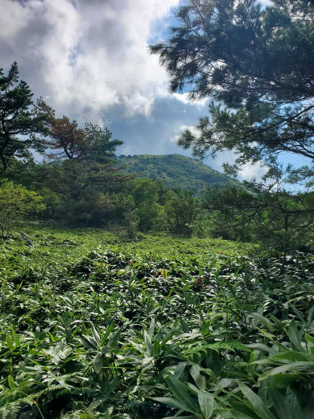山頂見えました