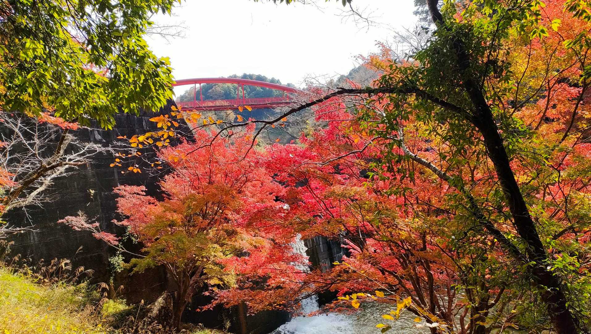 更に進むと紅葉が良い感じ🤩
後ろの赤い橋も良いね😁