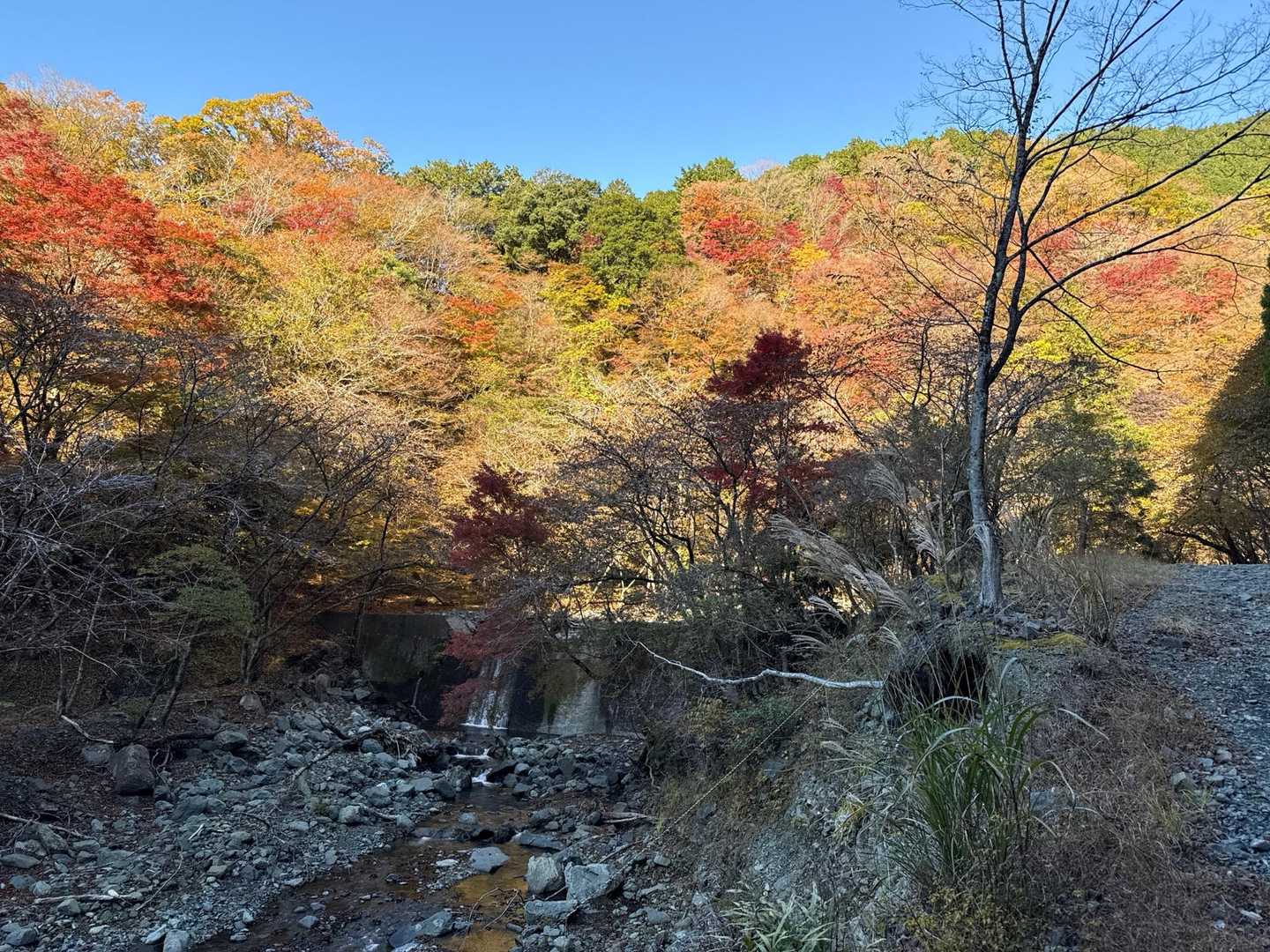 良い感じの紅葉