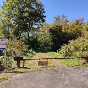 帰路の林道を振り返り