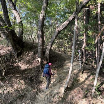 歩きやすくて気持ち良い道が続きます👣