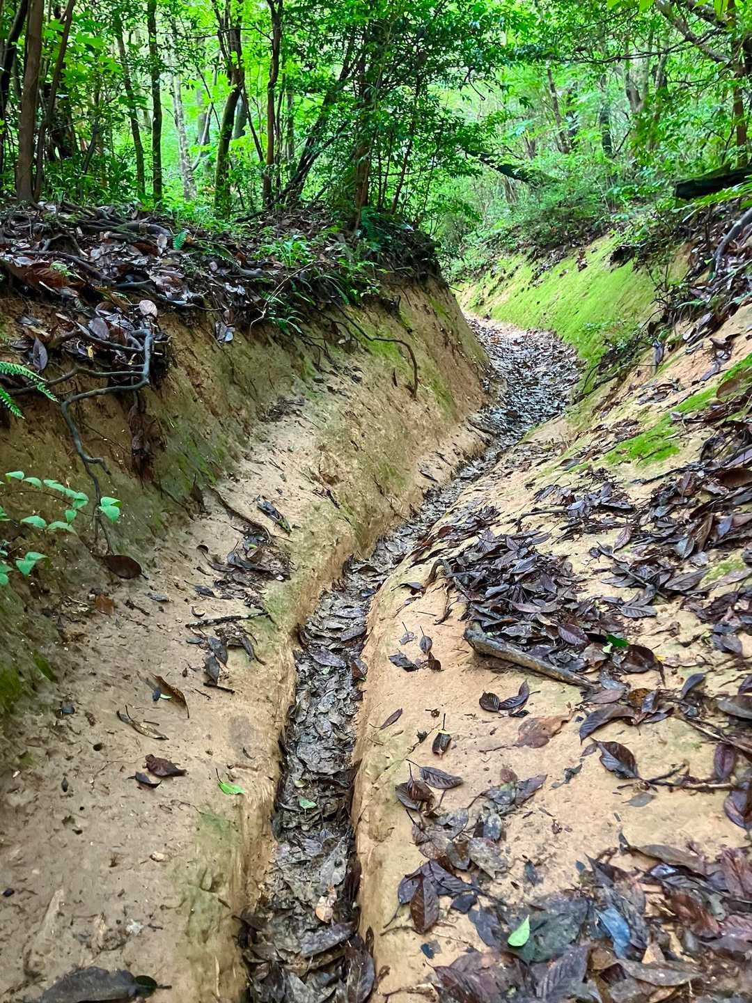溝状にえぐれた登山道