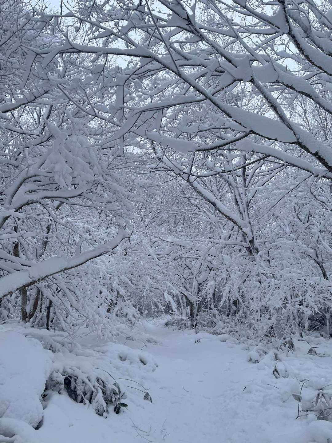 小羅漢山-羅漢山 往復コースの写真
