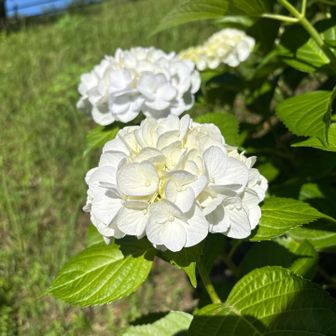 紫陽花🤍