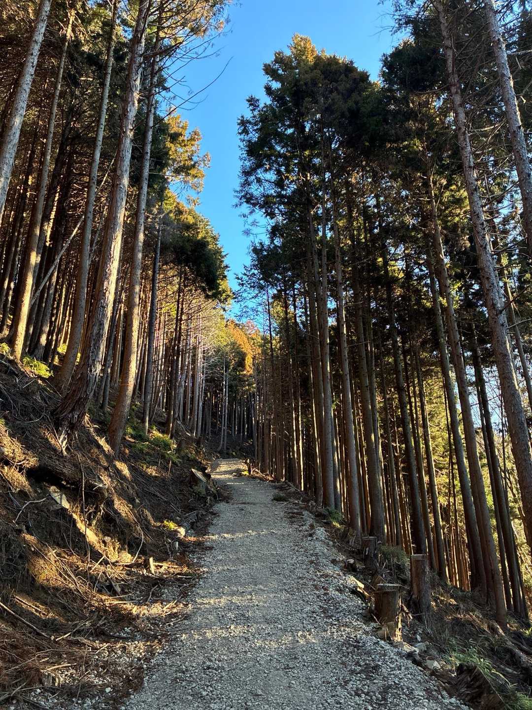 遊歩道にしては急坂でした．