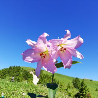 ねこ（ncrdm864）