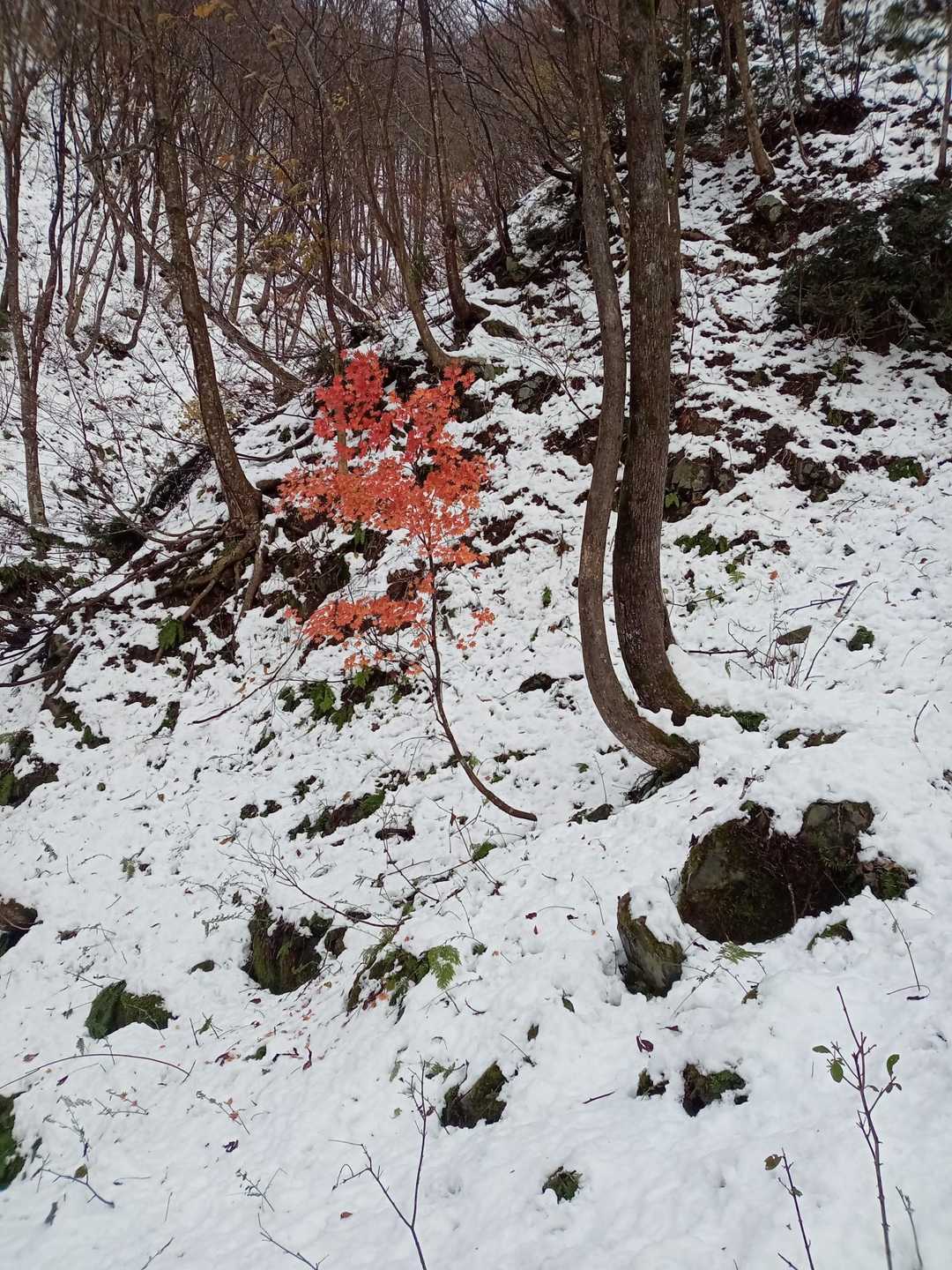 左門岳 往復コースの写真