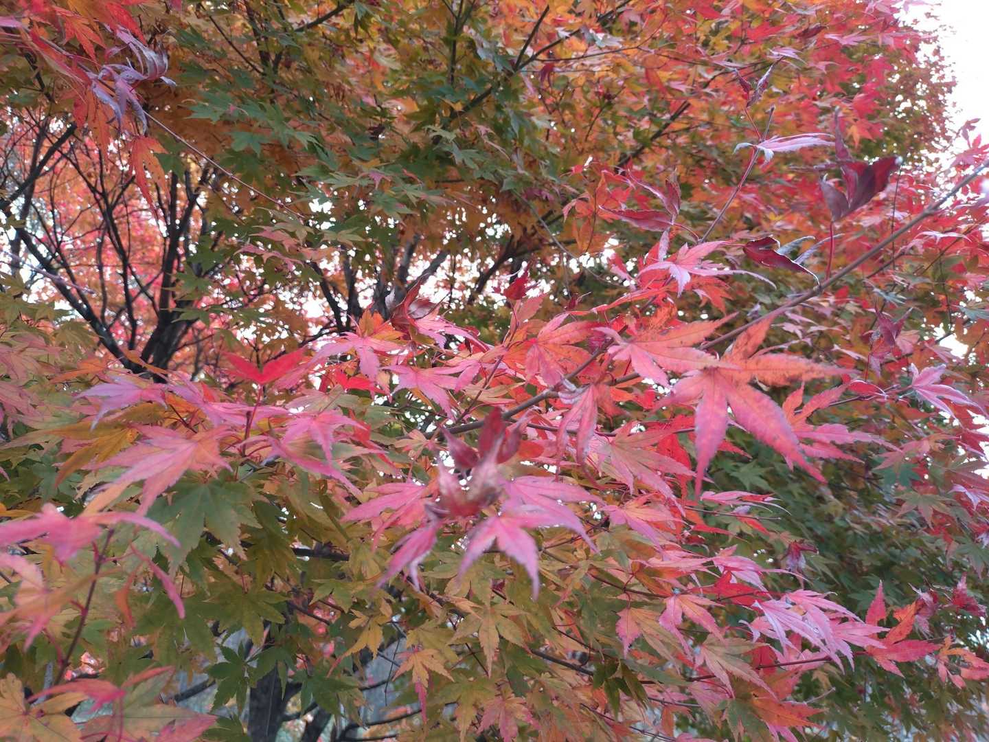 臥牛山 往復コースの写真