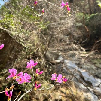 まもなくミツバツツジの園になるぞー🌸