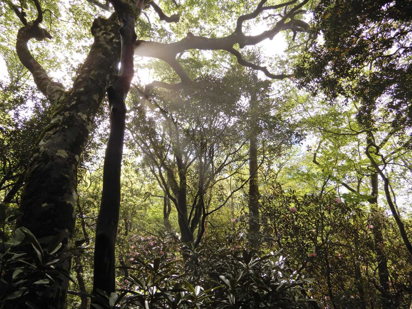 鹿のコル登山口-鬼ヶ城山-大久保山-八面山-三本杭 周回コースの写真