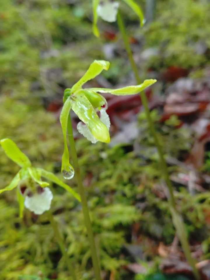 植物図鑑〜イチョウラン ラン科イチョウ / EIGERさんのモーメント