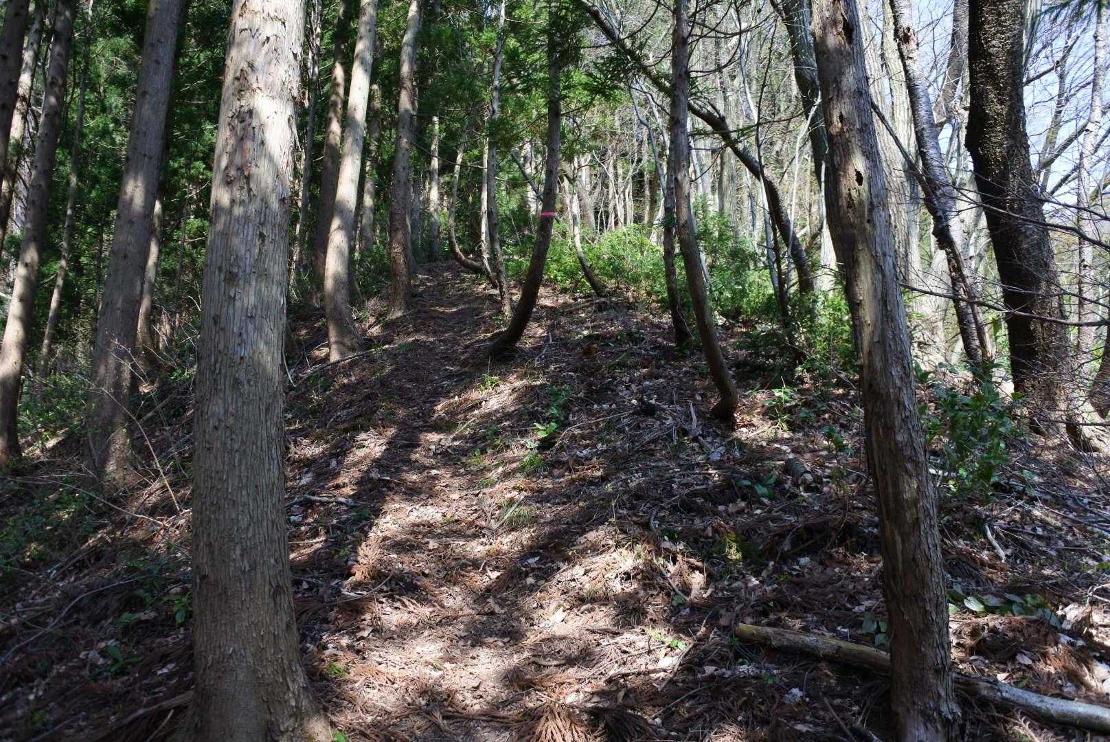 なかなかな急登がずっと続きます😅
汗をかきたくなかったけど、かかずにはいられませんでした😭笑