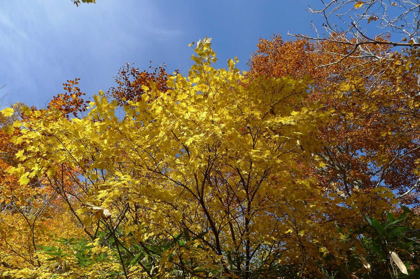 烏帽子岳登山口-烏帽子岳 往復コースの写真