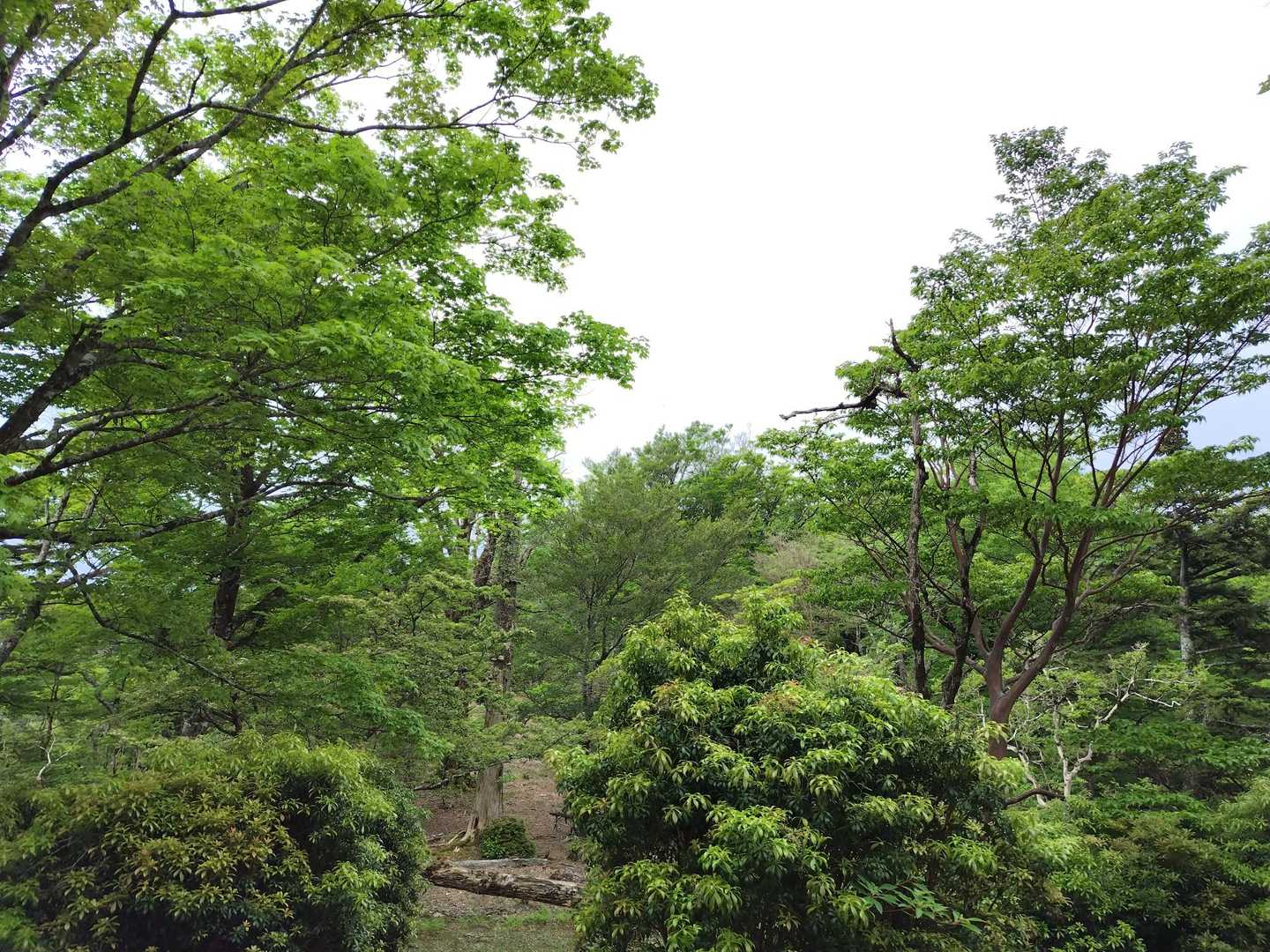 多種の木々が新緑を迎えています✨