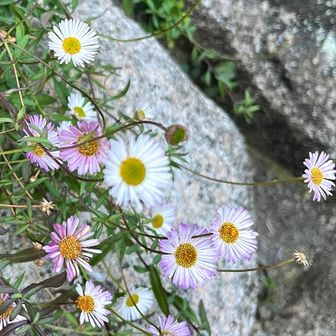 家の鉢植えのエリゲロン（源平小菊）は春まで咲かないけれど、
自然の雑草化した花は生命力を感じますね💐✨✨

最後まで見ていただき　ありがとうございます😊