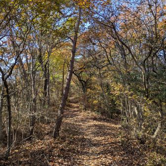 こういうのが
各務原アルプスっぽい道
…と思ってる🤭