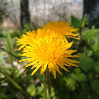 わたくしの脳内、たんぽぽ団に入ろう!!がエンドレスで流れてます笑