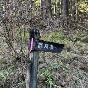 一度林道にでます。ここから杉林の中をもくもくと登ります