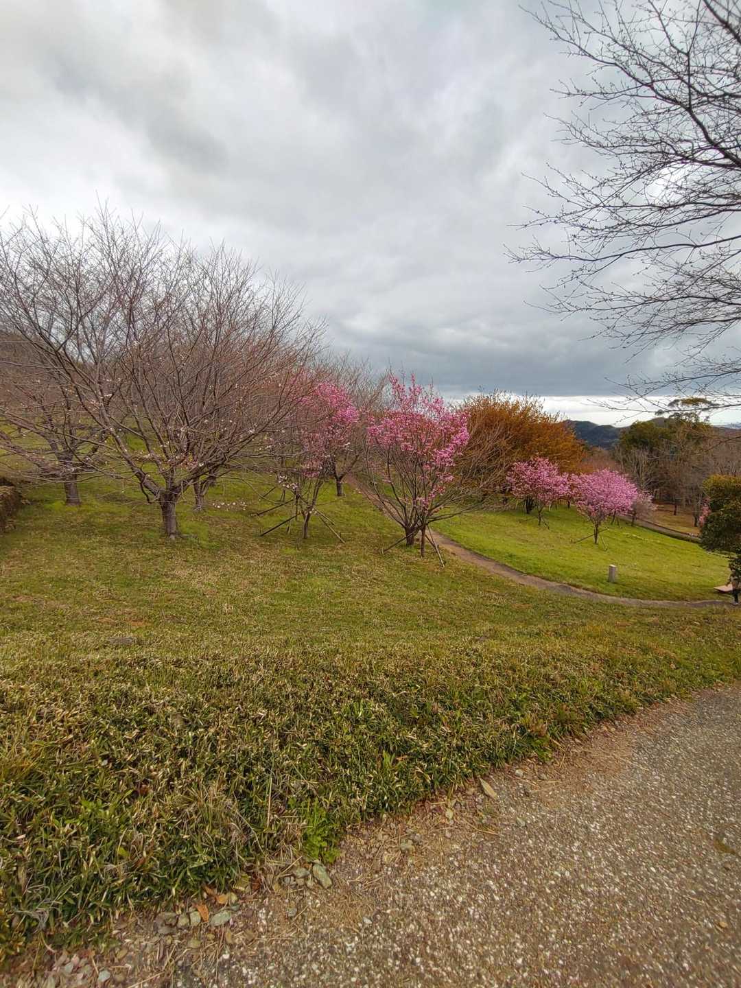 あづり越-向寺山 往復コースの写真