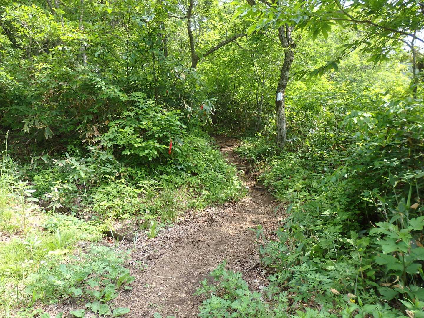 ここから再び、登山道になる。
