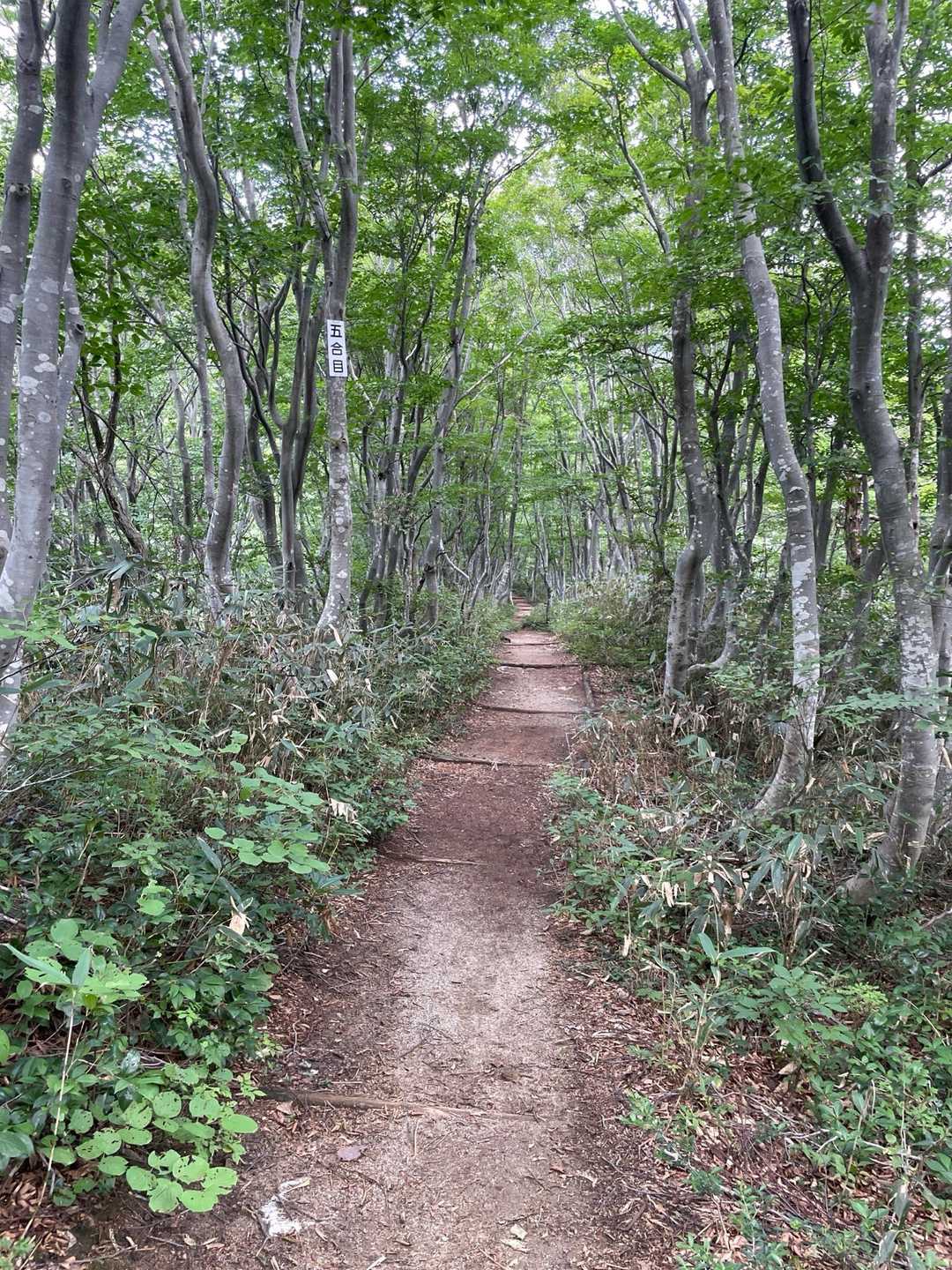 五頭山スキー場コース登山口-三ノ峰 往復コースの写真