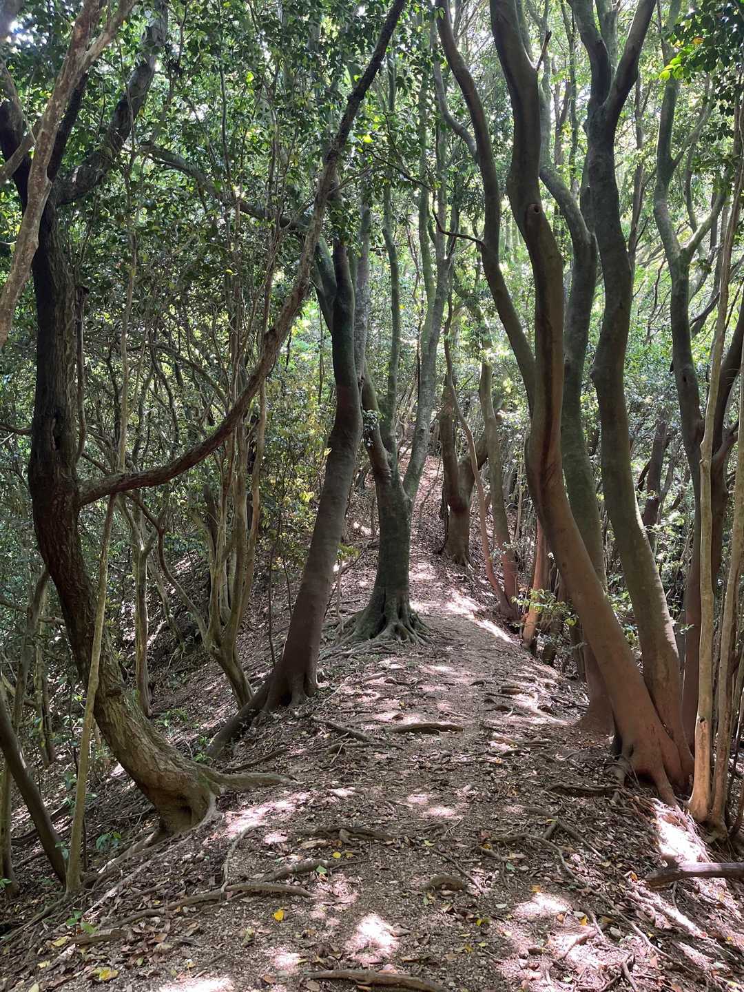 九千部山へ⛰️気持ちいいトレイル
でも落ち葉で滑りやすくて歩きにくい🍂