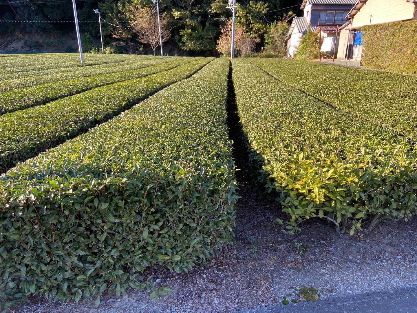 お茶畑
これがお茶の木ですよねー