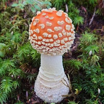 すずやん a.k.a. 菩薩峠 