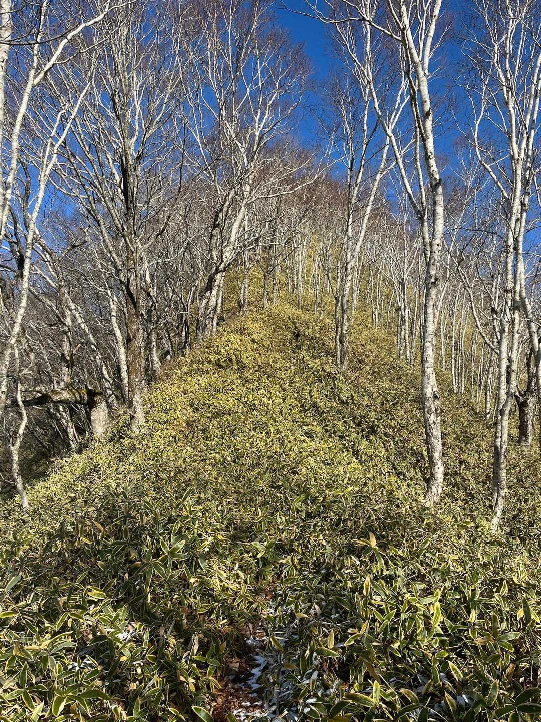 横山登山口-横山中岳 往復コースの写真