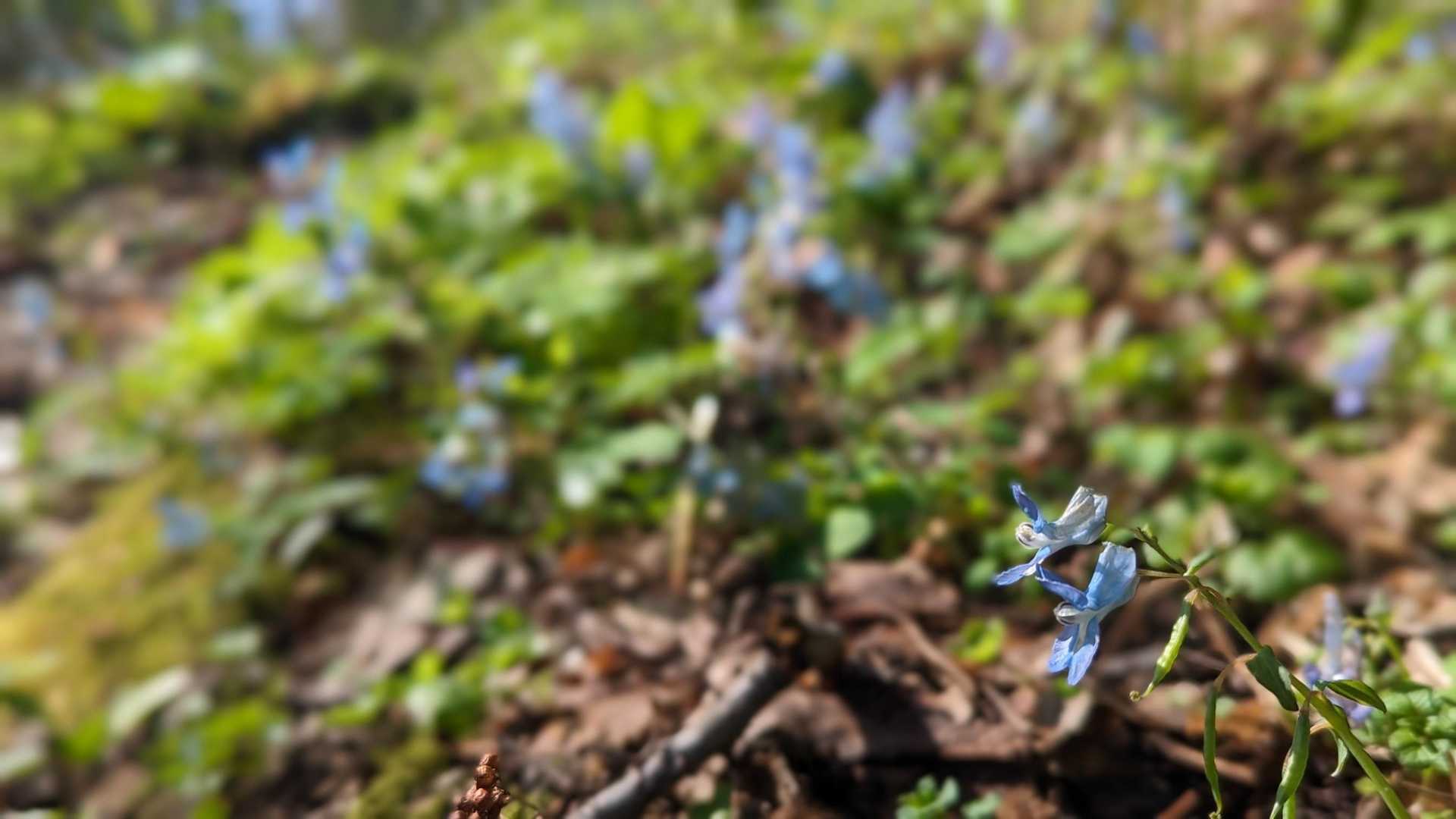 青い花