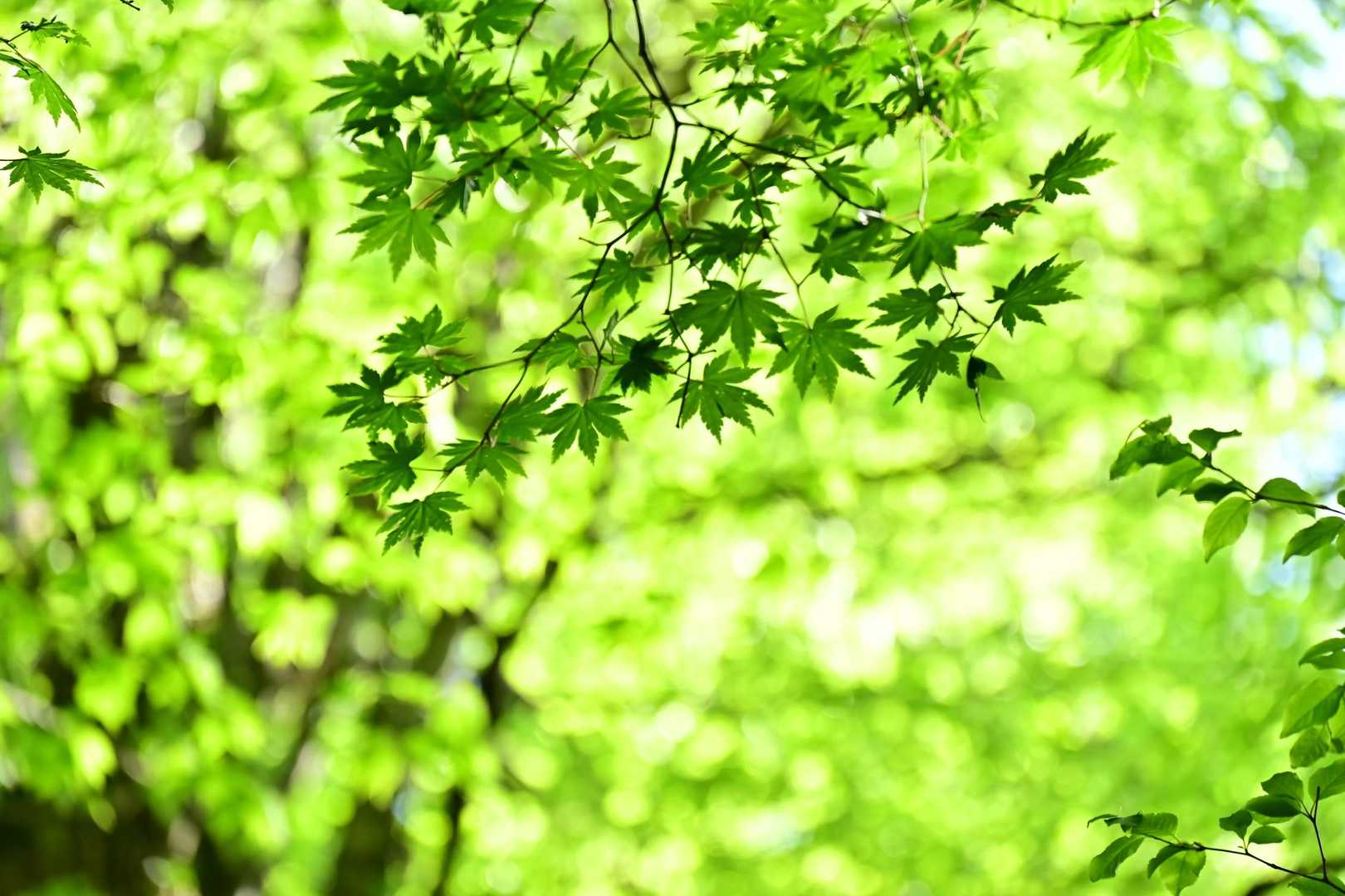 新緑💚💚