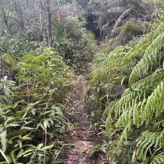 ジャングルみたいな道