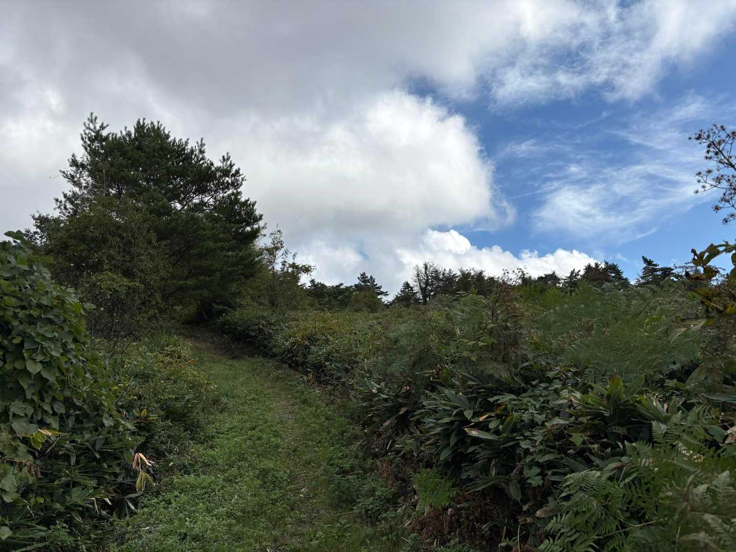 整備・草刈りされた登山道