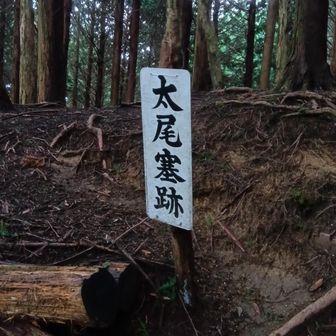 心細くなる薄暗い登山道😔