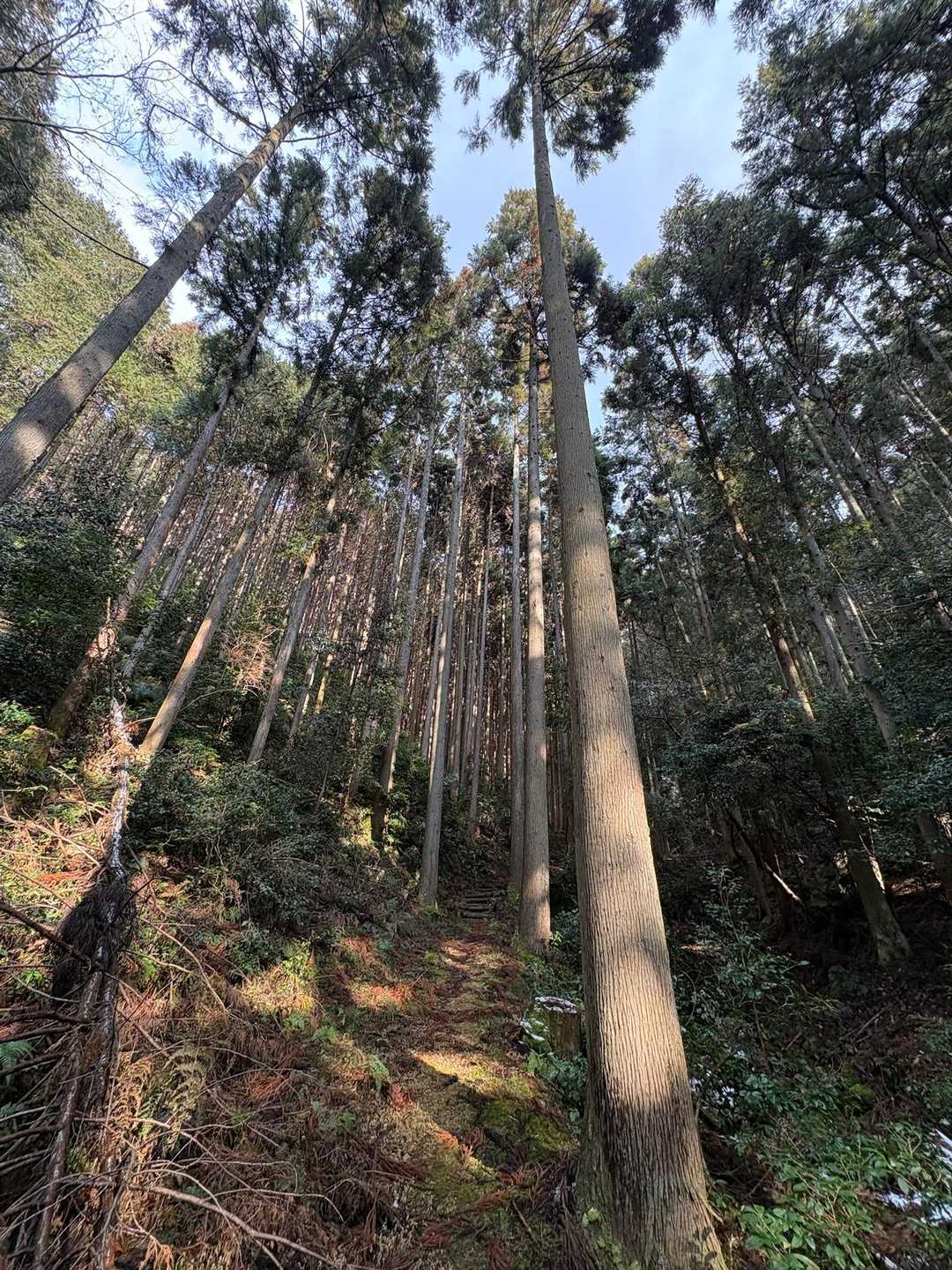 古城山 周回コースの写真