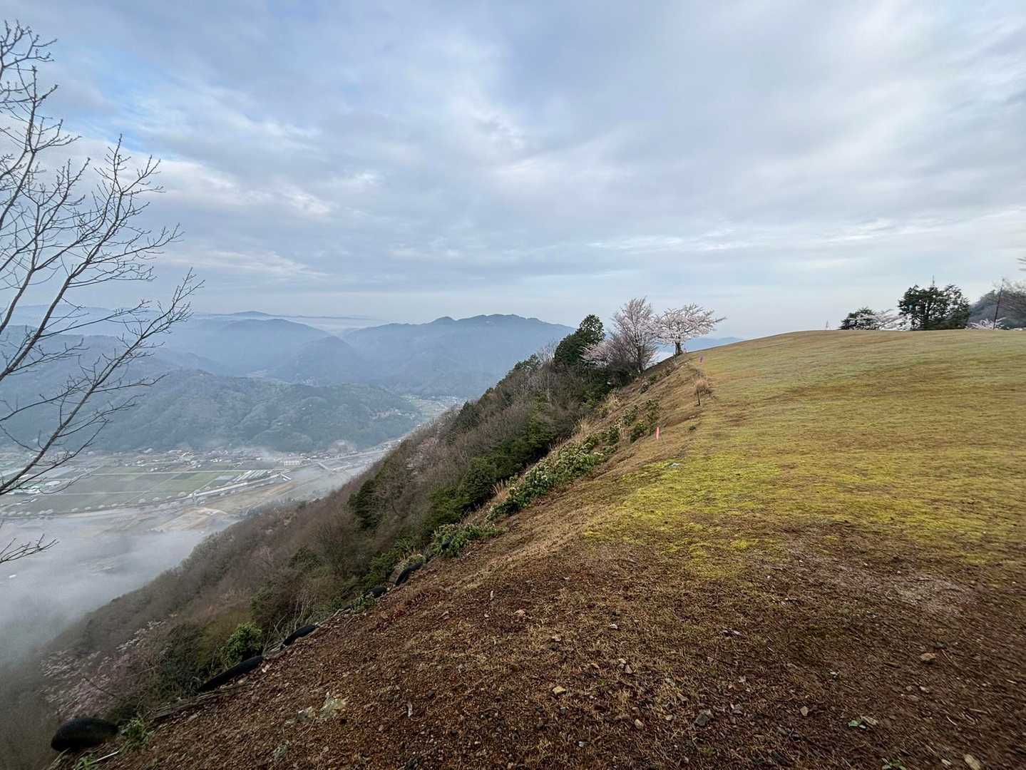 桜が咲いてるー！
