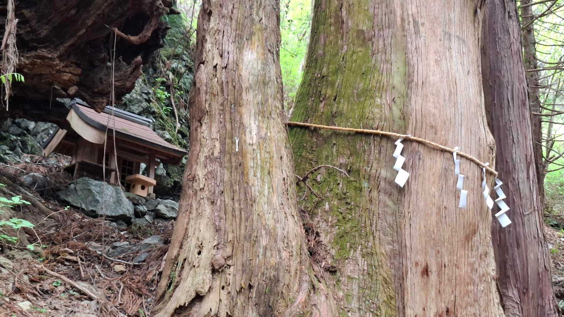 御神木