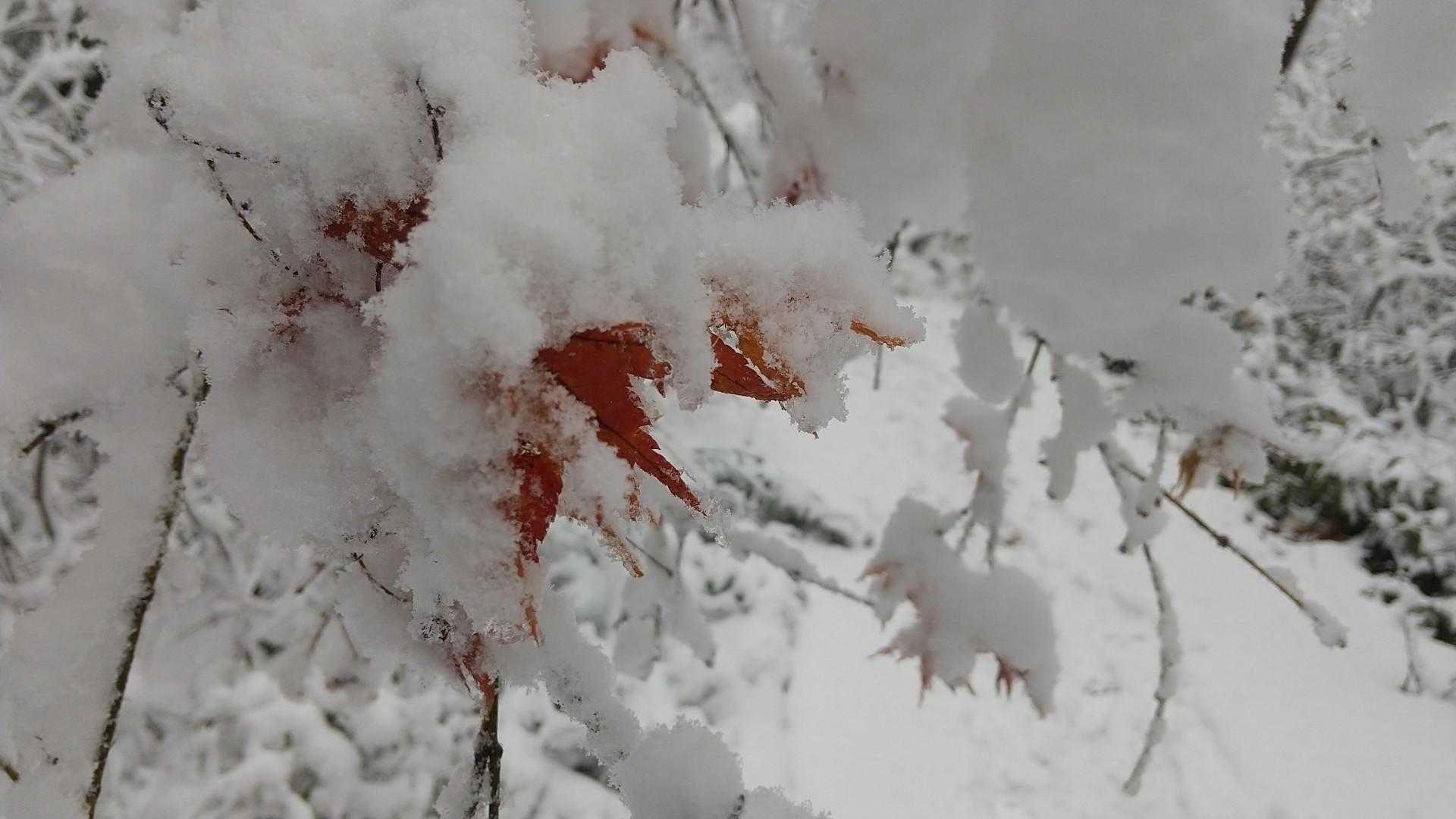 フワフワの雪に包まれて
いた。