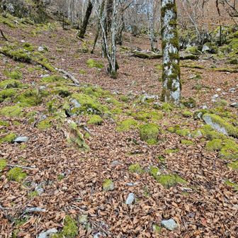 細島峠からの激下り😣
下から見上げると凄い😅