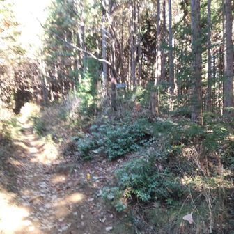 金比羅神社から日の出山方向に歩いて10分程度で分岐。右に進みます。