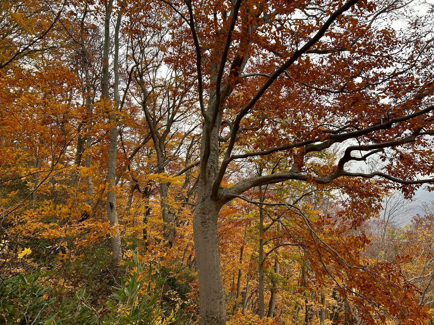 前半に見られる紅葉が見頃でした。
紅葉その1。